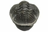 Wide, Enrolled Morocops Trilobite - Morocco #224014-3